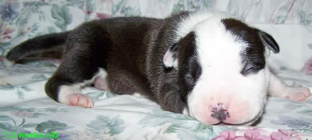 DDDawgs Last Fandango